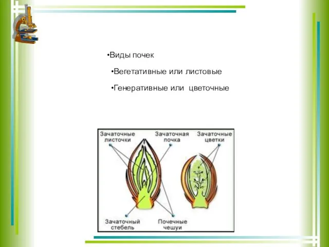 Виды почек Вегетативные или листовые Генеративные или цветочные
