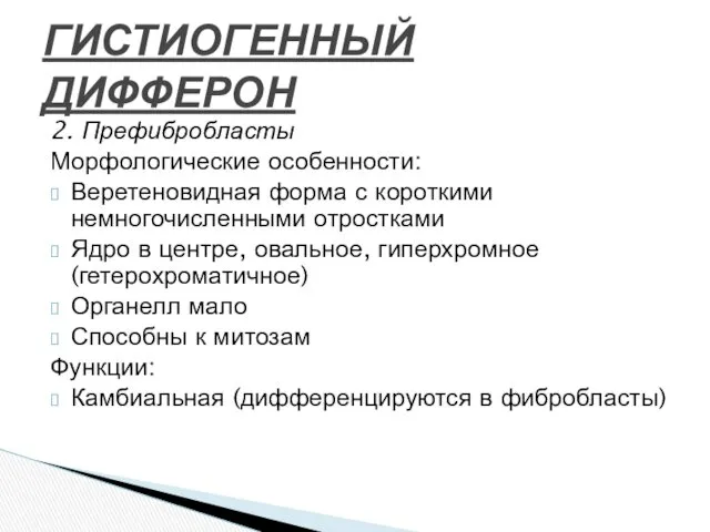 2. Префибробласты Морфологические особенности: Веретеновидная форма с короткими немногочисленными отростками