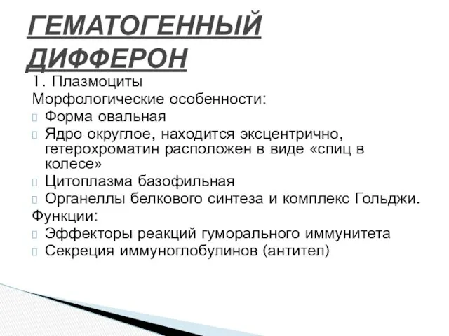 1. Плазмоциты Морфологические особенности: Форма овальная Ядро округлое, находится эксцентрично,