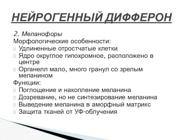 2. Меланофоры Морфологические особенности: Удлиненные отростчатые клетки Ядро округлое гипохромное,