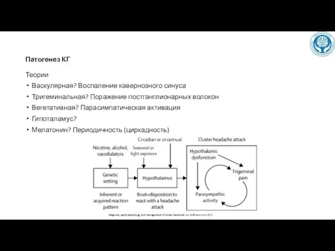 Патогенез КГ Теории Васкулярная? Воспаление кавернозного синуса Тригеминальная? Поражение постганглионарных