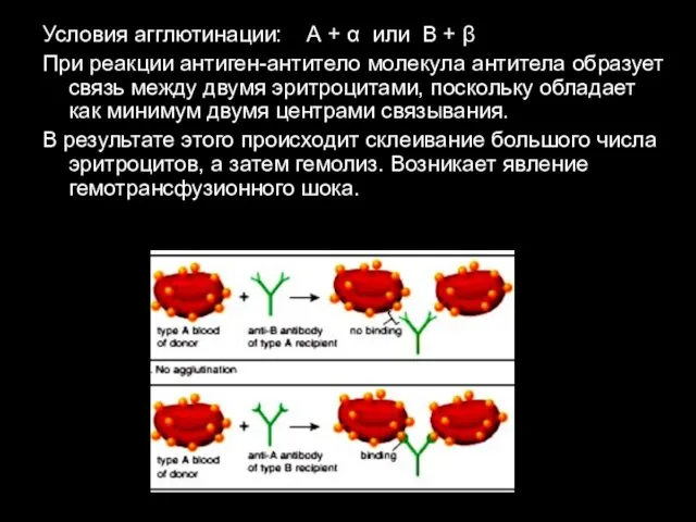 Условия агглютинации: А + α или В + β При