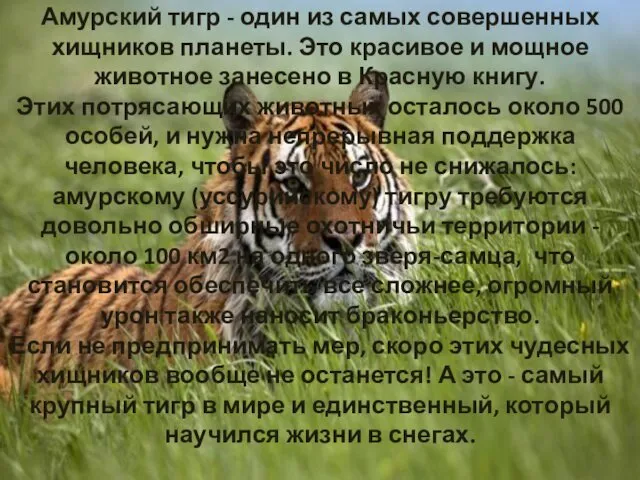 Амурский тигр - один из самых совершенных хищников планеты. Это красивое и мощное