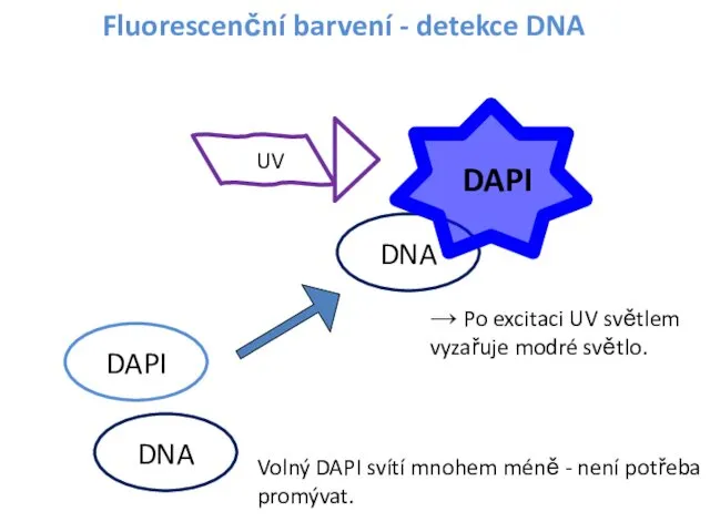 Fluorescenční barvení - detekce DNA DNA Volný DAPI svítí mnohem