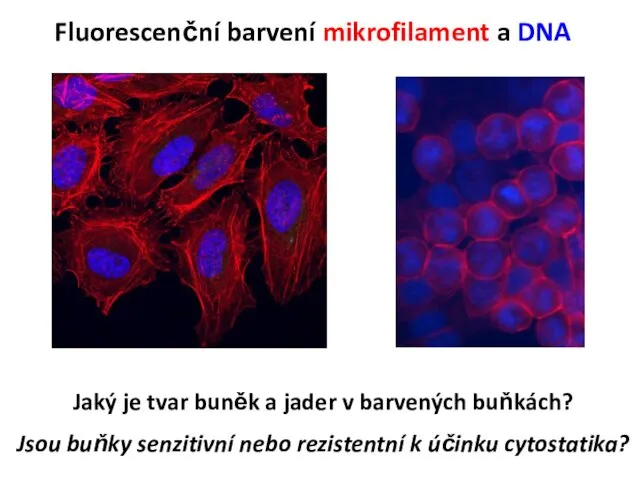 Fluorescenční barvení mikrofilament a DNA Jaký je tvar buněk a