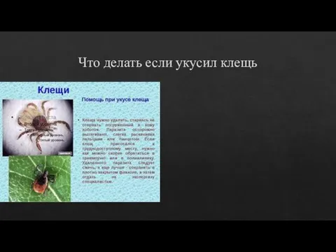 Что делать если укусил клещь