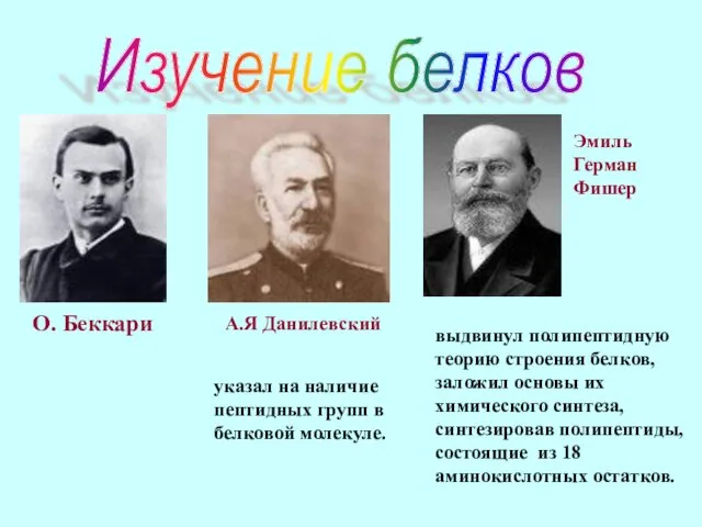 Изучение белков О. Беккари А.Я Данилевский указал на наличие пептидных групп в белковой