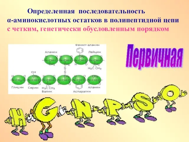 Определенная последовательность α-аминокислотных остатков в полипептидной цепи с четким, генетически обусловленным порядком Первичная