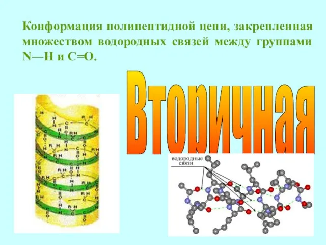 Конформация полипептидной цепи, закрепленная множеством водородных связей между группами N―H и С=О. Вторичная