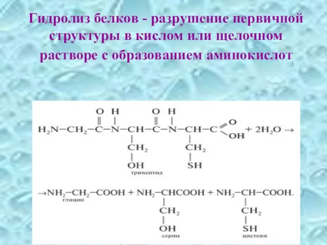 Гидролиз белков - разрушение первичной структуры в кислом или щелочном растворе с образованием аминокислот