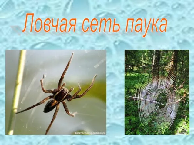 Ловчая сеть паука