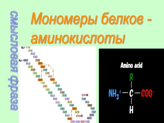 смысловая фраза Мономеры белков - аминокислоты