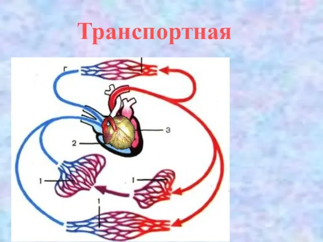 Транспортная