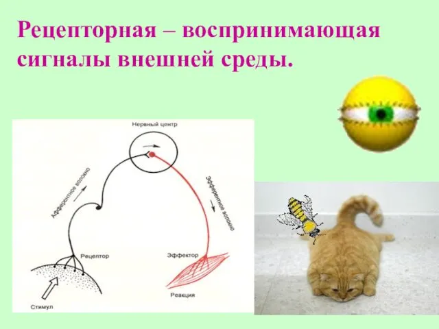 Рецепторная – воспринимающая сигналы внешней среды.