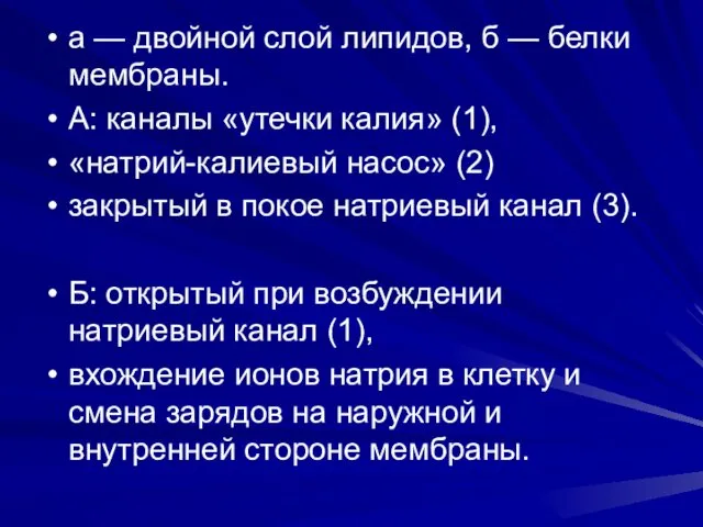 а — двойной слой липидов, б — белки мембраны. А: