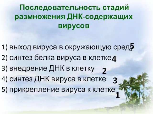 Последовательность стадий размножения ДНК-содержащих вирусов 1) выход вируса в окружающую