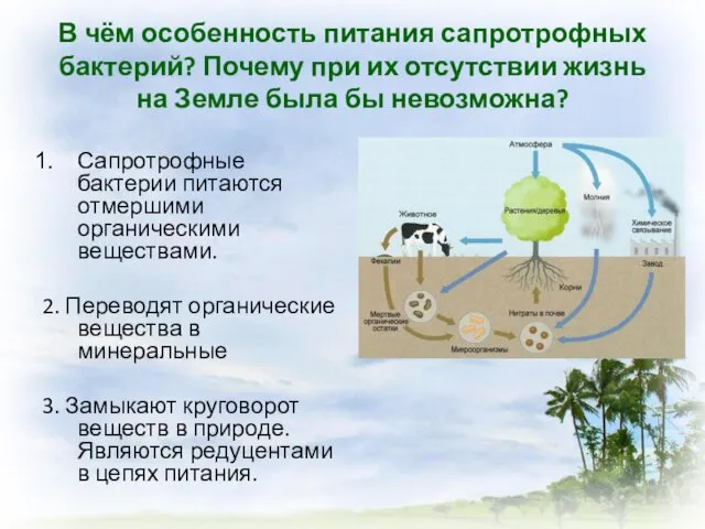 В чём особенность питания сапротрофных бактерий? Почему при их отсутствии