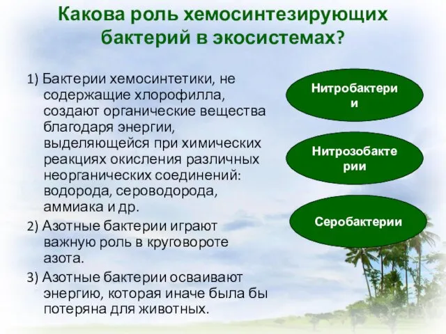 Какова роль хемосинтезирующих бактерий в экосистемах? 1) Бактерии хемосинтетики, не