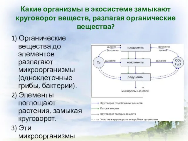 Какие организмы в экосистеме замыкают круговорот веществ, разлагая органические вещества?