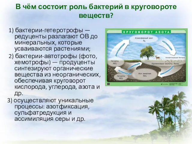 В чём состоит роль бактерий в круговороте веществ? 1) бактерии-гетеротрофы