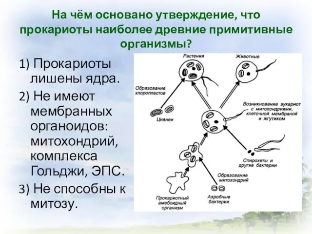 На чём основано утверждение, что прокариоты наиболее древние примитивные организмы?