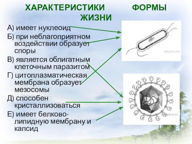 ХАРАКТЕРИСТИКИ ФОРМЫ ЖИЗНИ А) имеет нуклеоид Б) при неблагоприятном воздействии