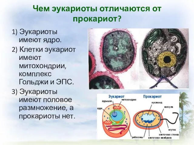 Чем эукариоты отличаются от прокариот? 1) Эукариоты имеют ядро. 2)