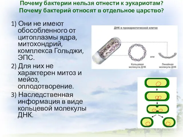 Почему бактерии нельзя отнести к эукариотам? Почему бактерий относят в