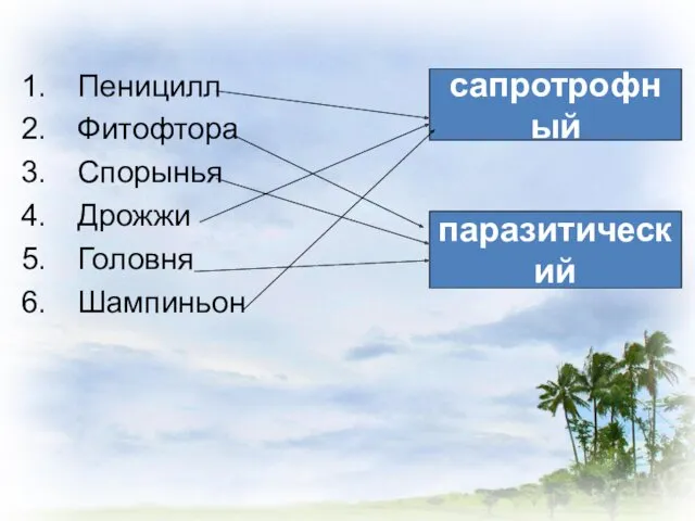 Пеницилл Фитофтора Спорынья Дрожжи Головня Шампиньон сапротрофный паразитический