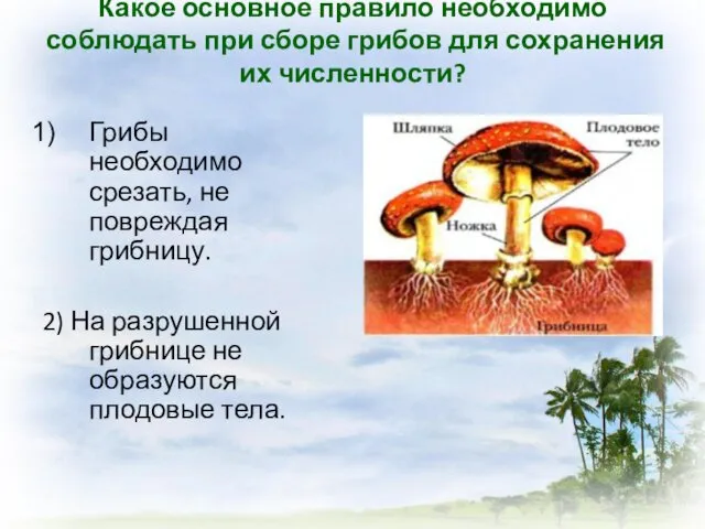 Какое основное правило необходимо соблюдать при сборе грибов для сохранения