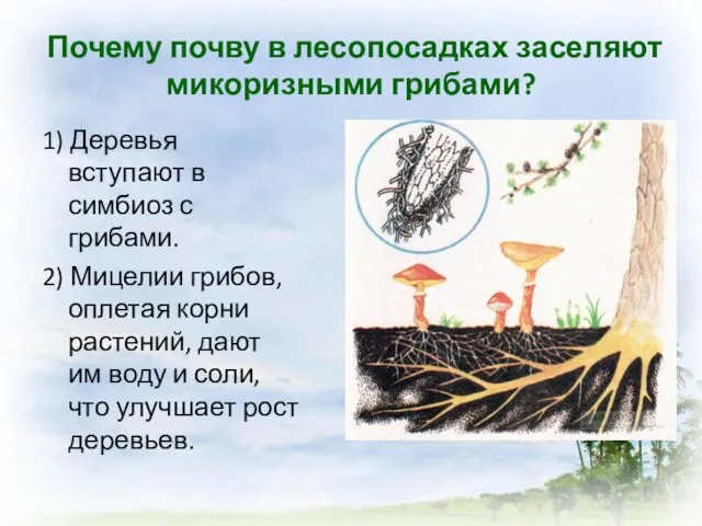 Почему почву в лесопосадках заселяют микоризными грибами? 1) Деревья вступают