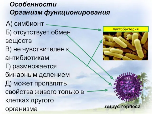 Особенности Организм функционирования А) симбионт Б) отсутствует обмен веществ В)