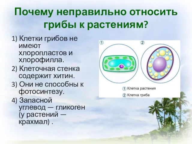 Почему неправильно относить грибы к растениям? 1) Клетки грибов не