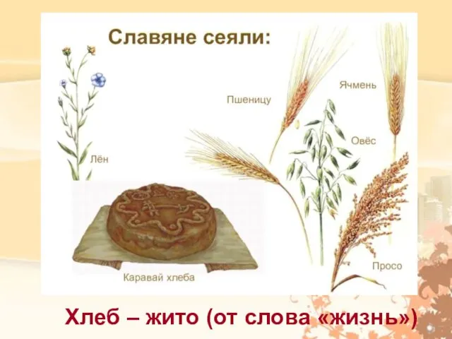 Что сеяли и выращивали? Хлеб – жито (от слова «жизнь»)