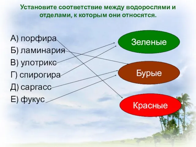 Установите соответствие между водорослями и отделами, к которым они относятся.