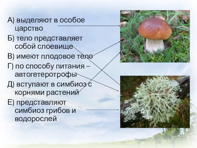 А) выделяют в особое царство Б) тело представляет собой слоевище