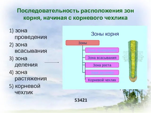 Последовательность расположения зон корня, начиная с корневого чехлика 1) зона