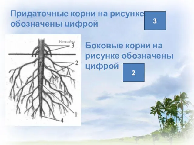 Придаточные корни на рисунке обозначены цифрой 3 Боковые корни на рисунке обозначены цифрой 2