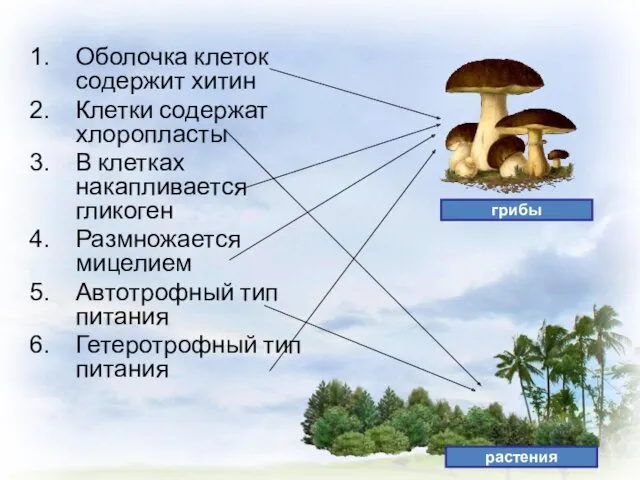 Оболочка клеток содержит хитин Клетки содержат хлоропласты В клетках накапливается