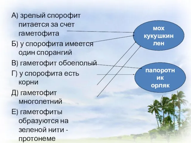 А) зрелый спорофит питается за счет гаметофита Б) у спорофита