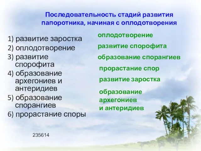 Последовательность стадий развития папоротника, начиная с оплодотворения 1) развитие заростка