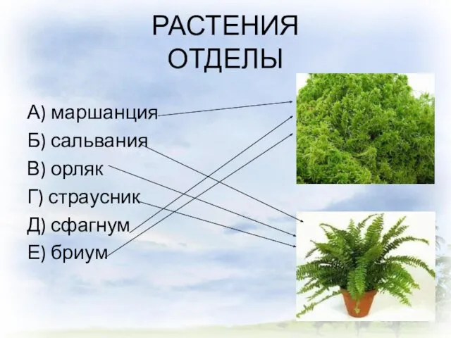 РАСТЕНИЯ ОТДЕЛЫ А) маршанция Б) сальвания В) орляк Г) страусник Д) сфагнум Е) бриум