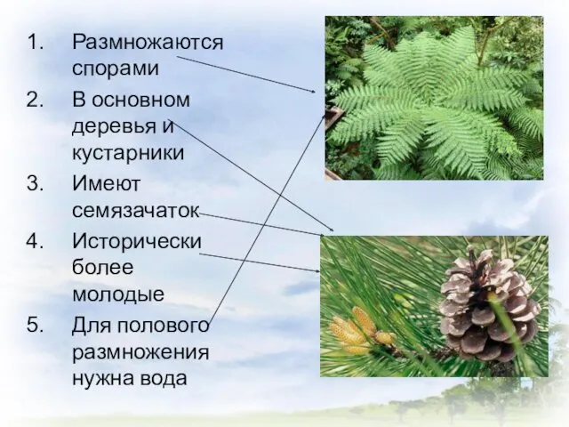 Размножаются спорами В основном деревья и кустарники Имеют семязачаток Исторически