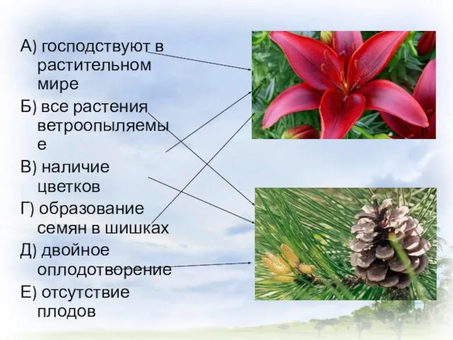 А) господствуют в растительном мире Б) все растения ветроопыляемые В)