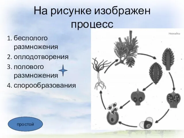 На рисунке изображен процесс 1. бесполого размножения 2. оплодотворения 3. полового размножения 4. спорообразования простой