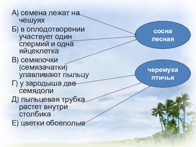 А) семена лежат на чешуях Б) в оплодотворении участвует один