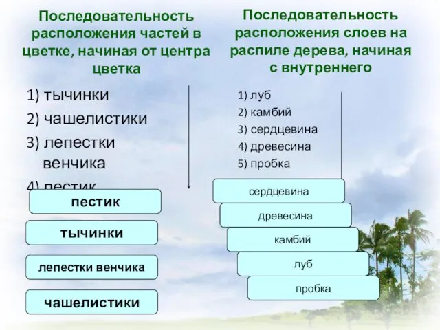 Последовательность расположения частей в цветке, начиная от центра цветка 1)