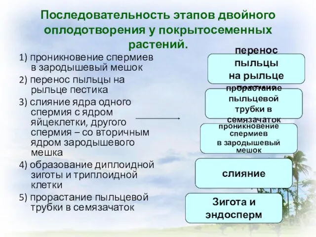 Последовательность этапов двойного оплодотворения у покрытосеменных растений. 1) проникновение спермиев