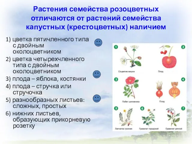 Растения семейства розоцветных отличаются от растений семейства капустных (крестоцветных) наличием