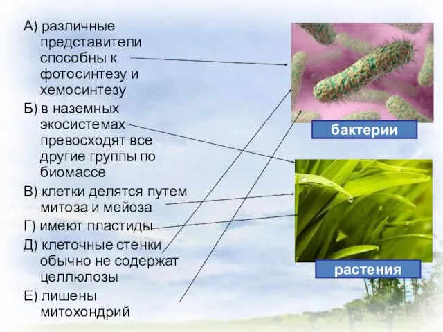 А) различные представители способны к фотосинтезу и хемосинтезу Б) в